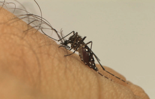 Dengue: Brasil registra mais de 243 mil casos prováveis da doença